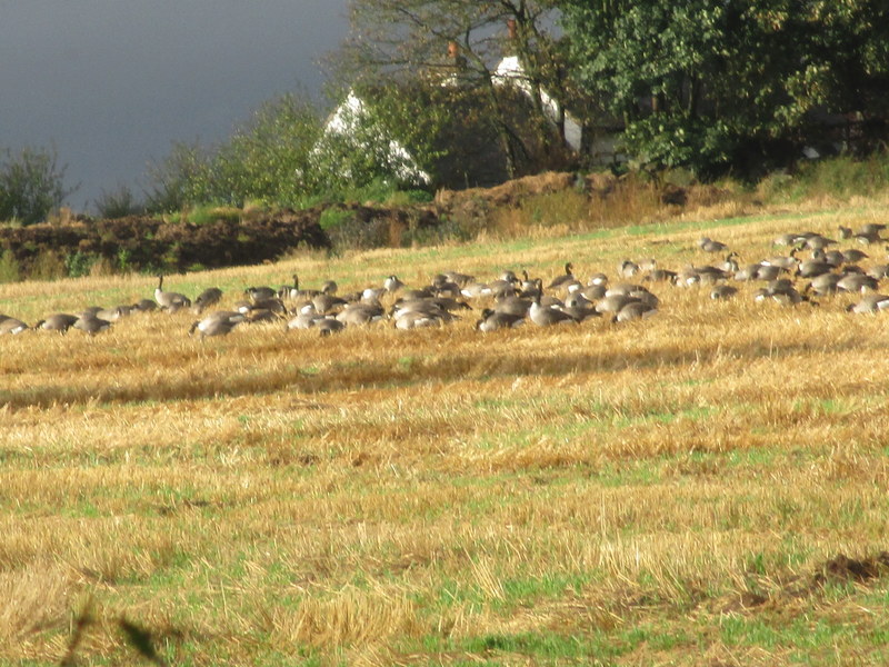 geese2
